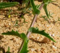 Osteospermum amplectens stem leaves