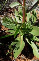 Osteospermum monstrosum leaves