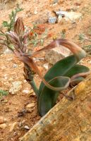 Trachyandra falcata ambitious leaf growth abandoned