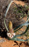 Trachyandra falcata leaves taller than flowers