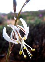 Trachyandra revoluta flower