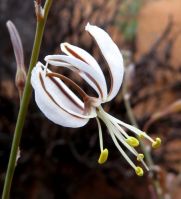 Trachyandra revoluta flower