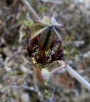Ceropegia fimbriata subsp. geniculata flower top