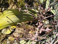 Welwitschia mirabilis male cones