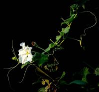 Lagenaria siceraria calabash flowers