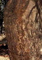 Maerua angolensis subsp. angolensis bark