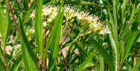 Nuxia oppositifolia flowers in profile