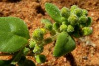 Tetragonia nigrescens green buds