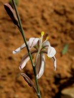 Trachyandra revoluta flower from behind