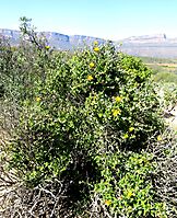 Berkheya fruticosa shrub