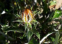 Berkheya fruticosa bud
