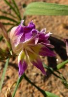 Gladiolus venustus flower