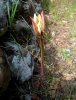 Amaryllis belladonna buds