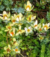 Leucadendron discolor male flowers