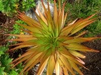 Aloe lineata var. muirii leaf rosette