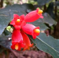 Burchellia bubalina flower cluster