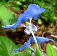 Commelina benghalensis flowers from the back