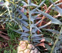 Encephalartos horridus bent leaflet lobes