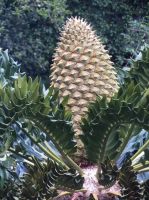 Encephalartos latifrons female cone