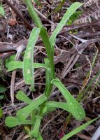 Helichrysum moeserianum leaves