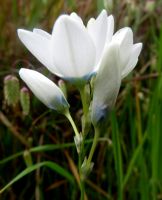 Ixia polystachya from the side