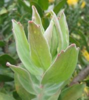 Leucospermum grandiflorum stem-tip leaves