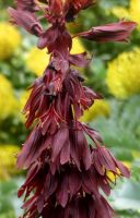 Melianthus major flowers
