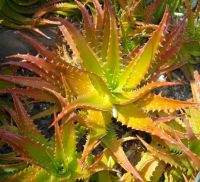 Aloe dorothea, a hybrid