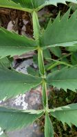 Melianthus major leaf rachis