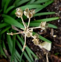 Tulbaghia maritima dry inflorescence husks