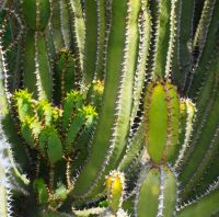 Euphorbia hottentota stems