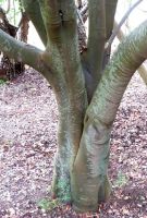 Cryptocarya woodii stems