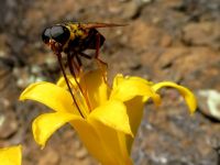 Tylecodon cacalioides and fly with nectar siphon