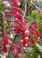 Erica densifolia buds