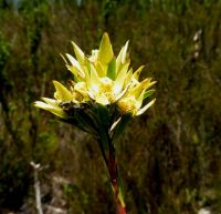 Leucadendron uliginosum male flowerheads