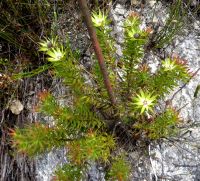Leucadendron uliginosum late, stem-base growth