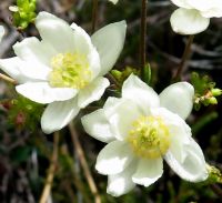 Anemone fanninii flowers