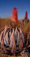 Aloe peglerae flowering