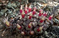 Conophytum obcordellum calyces have it over corollas