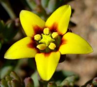 Crassula dichotoma flower