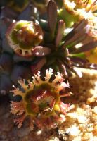 Euphorbia caput-medusae floral paraphernalia