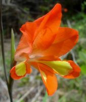 Gladiolus decoratus flower
