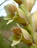 Gladiolus sericeovillosus subsp. sericeovillosus bract hairs
