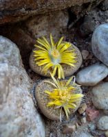 Lithops localis flowers