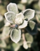 Helichrysum petiolare leaf tip