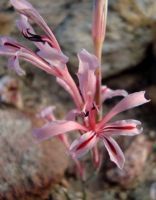 Tritoniopsis ramosa flowers