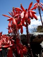 Aloe chortolirioides var. woolliana flowers