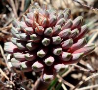 Aloe chortolirioides var. woolliana buds