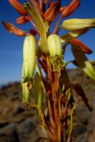 Aloe knersvlakensis flowers