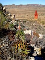 Aloe melanacantha flowering in private